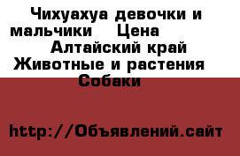 Чихуахуа девочки и мальчики. › Цена ­ 10 000 - Алтайский край Животные и растения » Собаки   